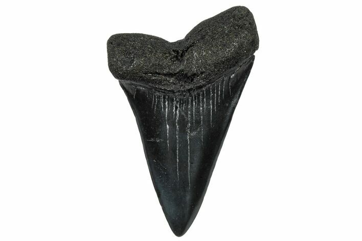 Fossil Broad-Toothed Mako Tooth - South Carolina #302065